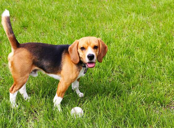 Hometown Inn Staunton allows check-in for 18 year-old guests