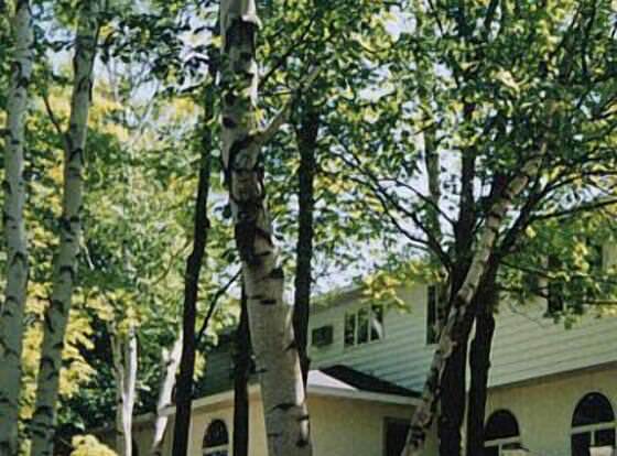 White Birch Inn allows check-in for 18 year-old guests