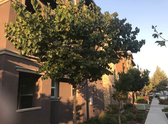 Shared Private Home at Santana Row allows check-in for 18 year-old guests